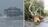 Watch: Trees ripped up as Storm Austen...