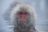 Snow monkeys bathing in hot springs...