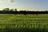 Southern Black Farmers Sow Rice and...