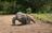 The Komodo dragon is the world’s...