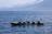 A Stone Age ocean voyage re-enacted by...