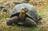 NASA Is Helping Bring Giant Tortoises...
