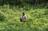 Canada’s forests can’t carry the...