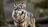 Girl injured in wolf attack at...