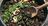 Yard Waste: Composting’s Success Story...