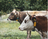 From Pasture to ROI: Implementing...