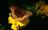 COP16 exposes failing political will,...